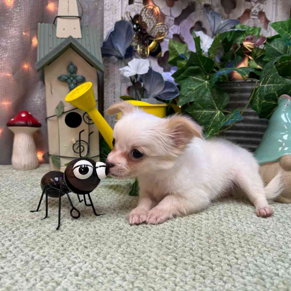 carousel pet images