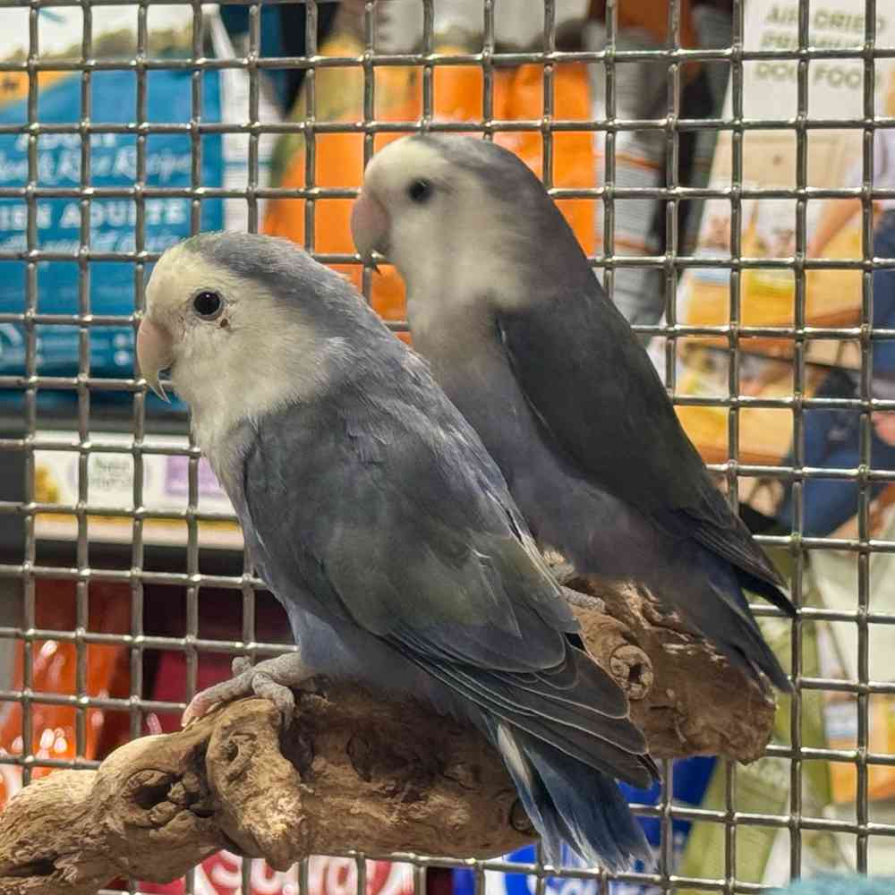 carousel pet images