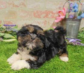 Shih Tzu