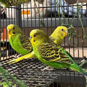 Parakeet