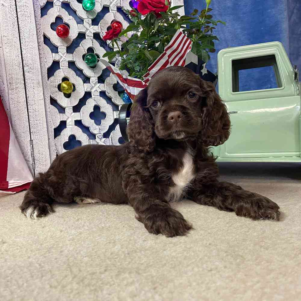carousel pet images