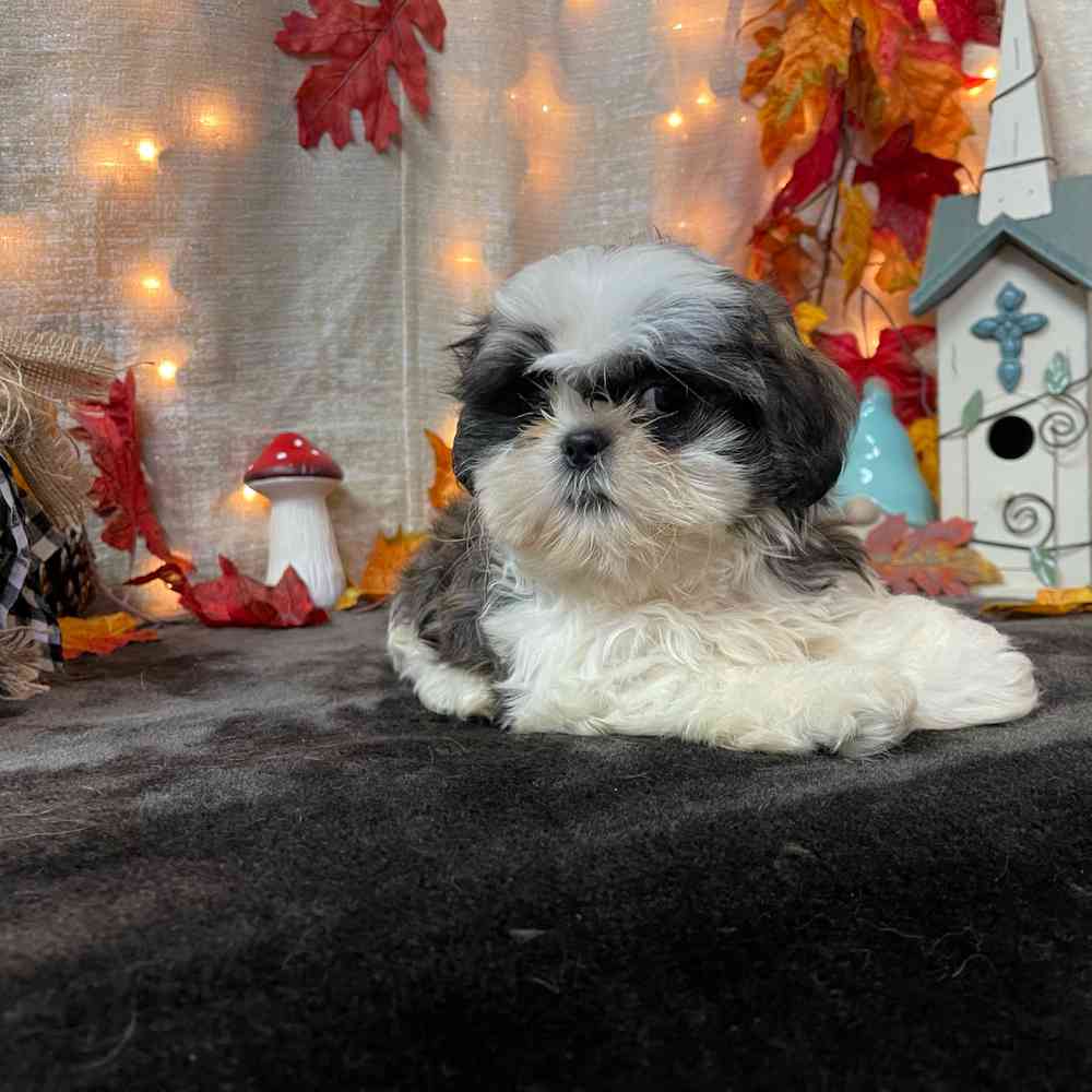 carousel pet images