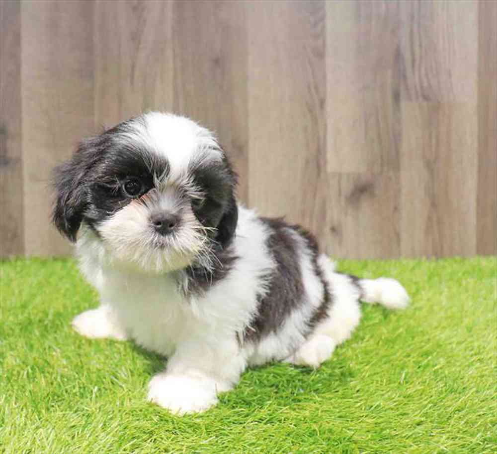 Image of a pet breed in the gallery