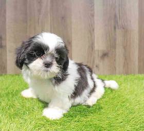 Shih Tzu