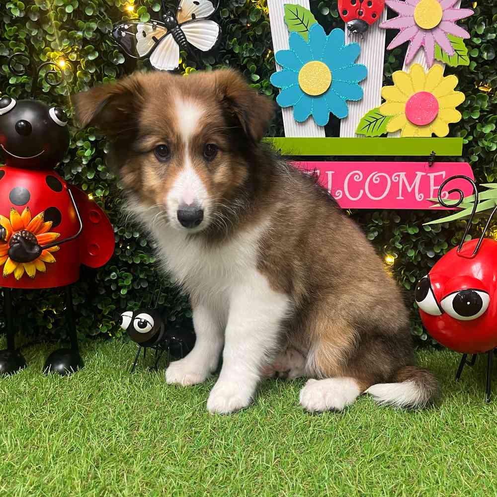 carousel pet images