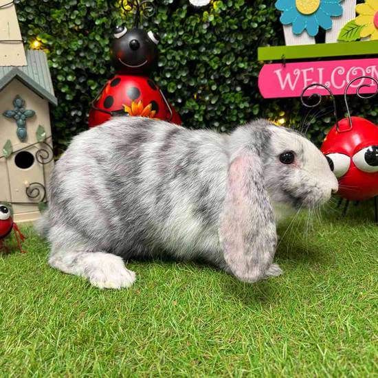 Flemish Giant Holland Lop Mix
