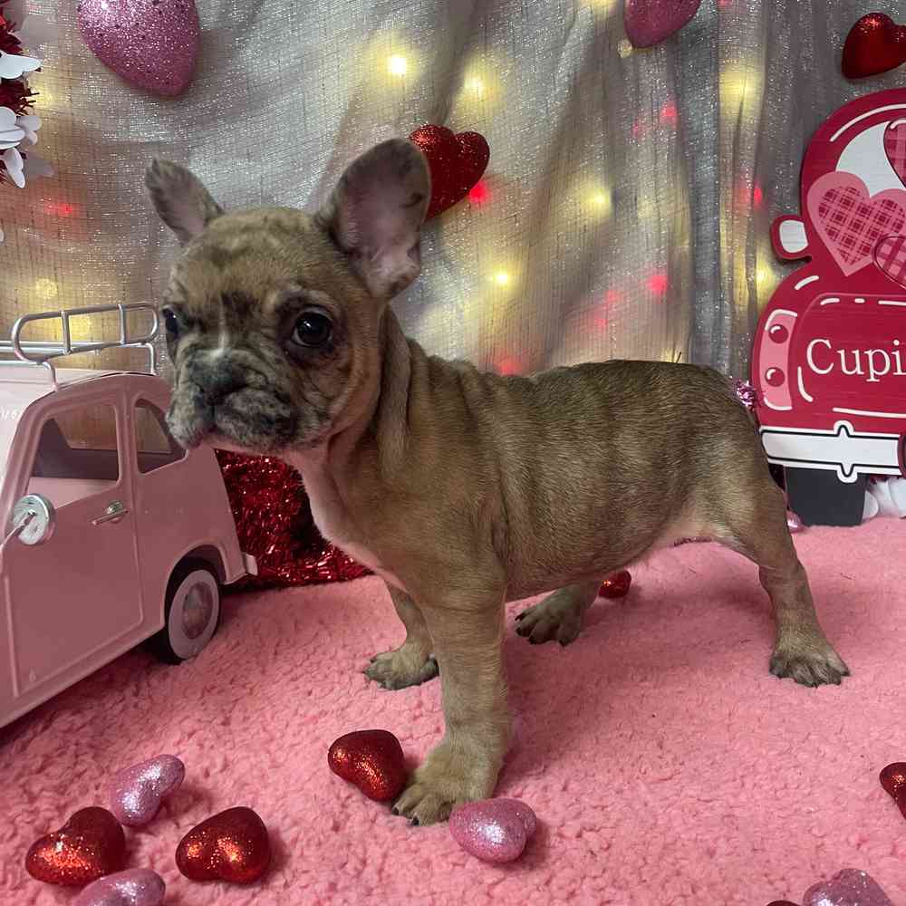 carousel pet images