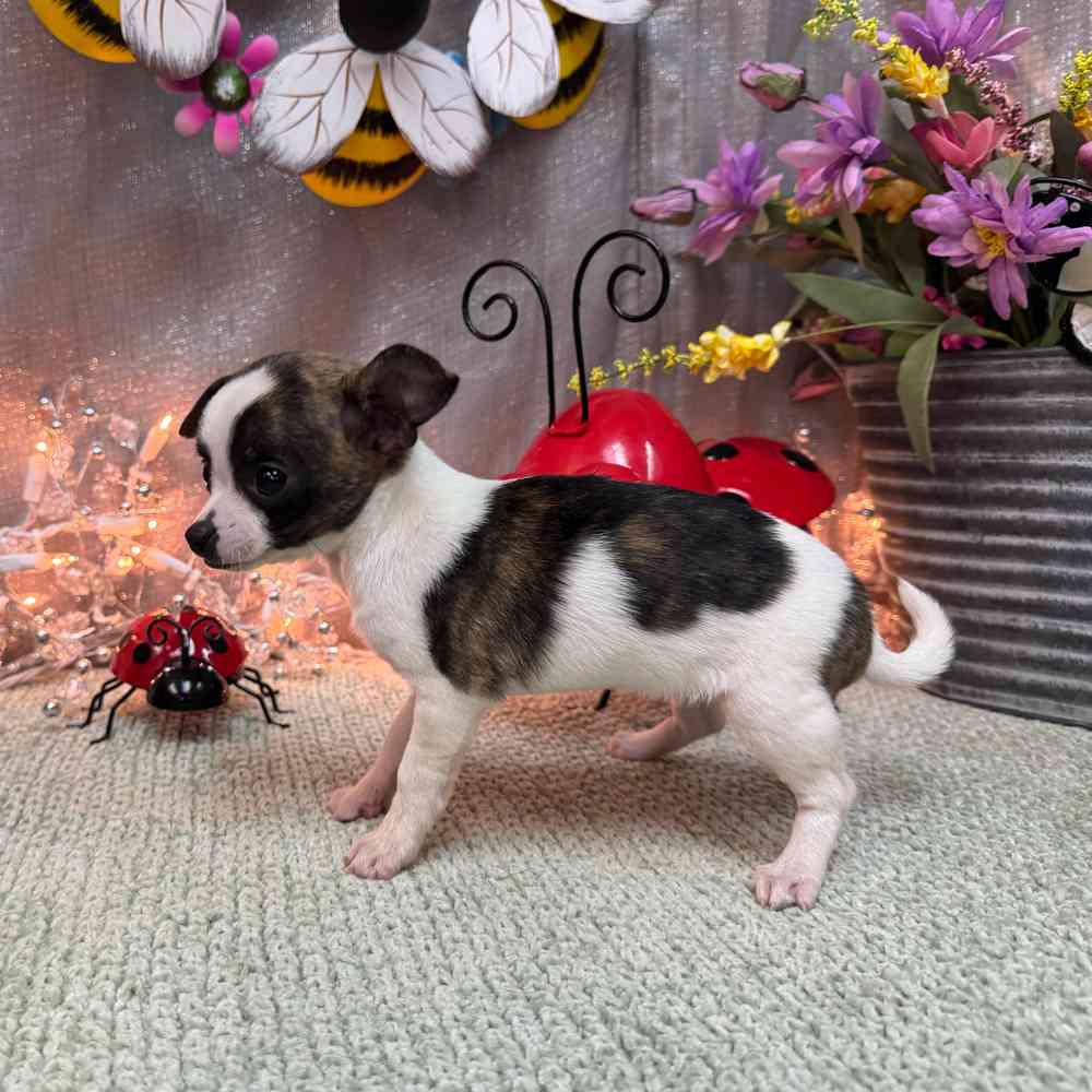 carousel pet images