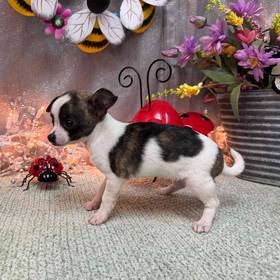 Chihuahua