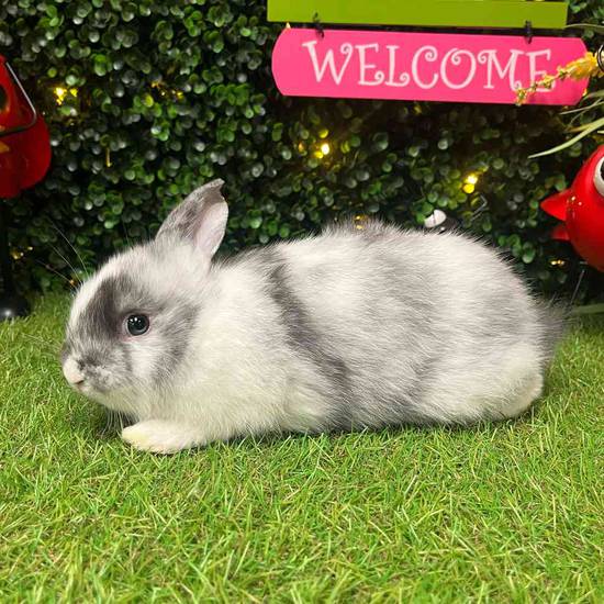 Flemish Giant Holland Lop Mix