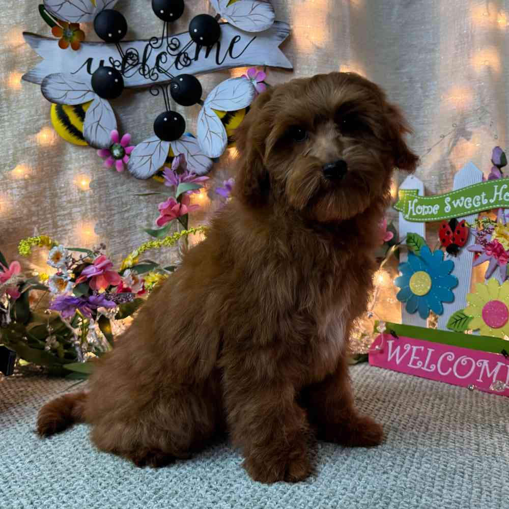 carousel pet images