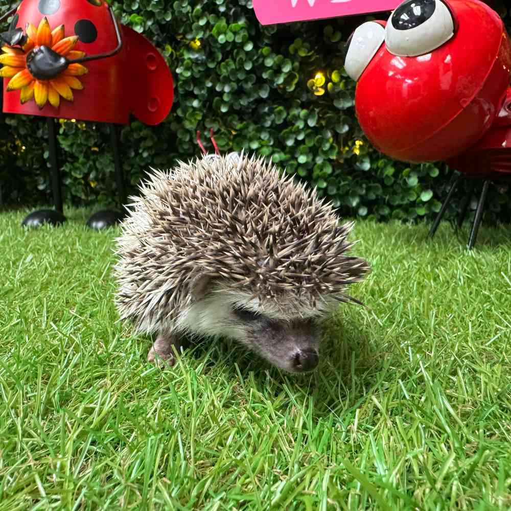 carousel pet images