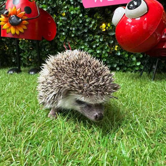 Hedgehog