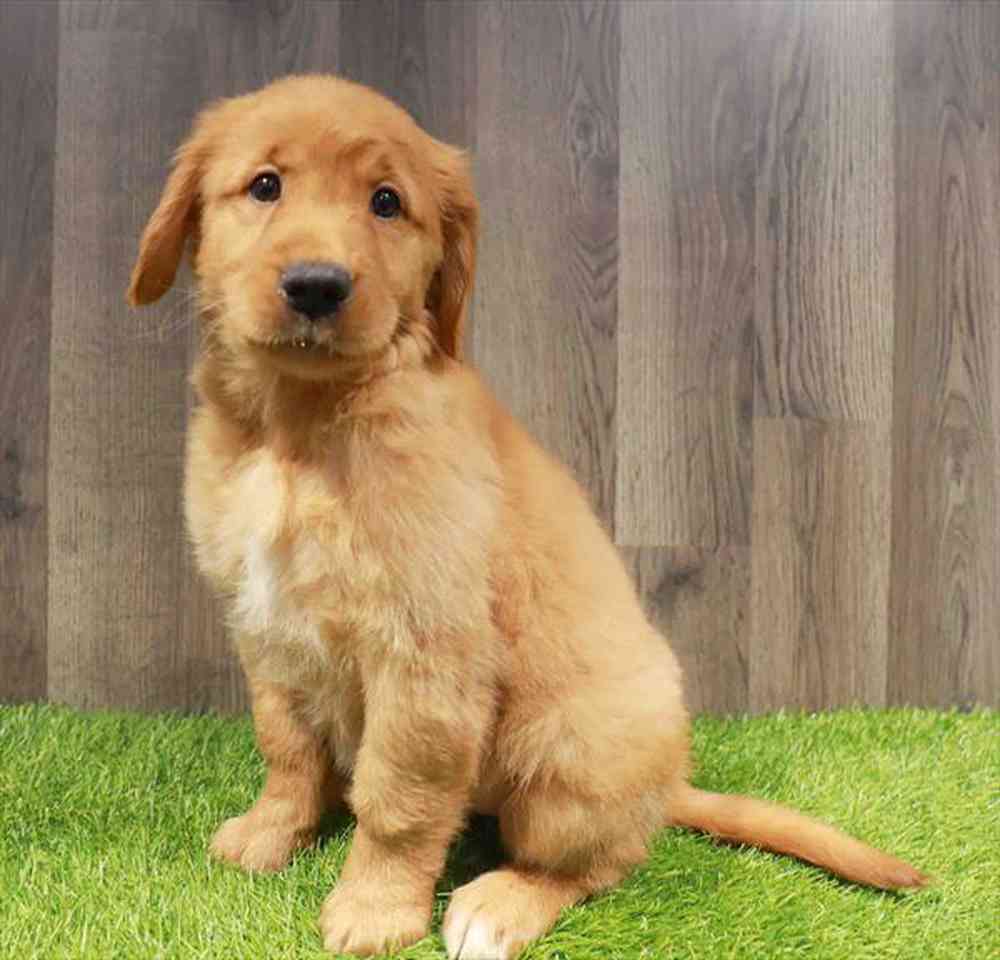 Image of a pet breed in the gallery