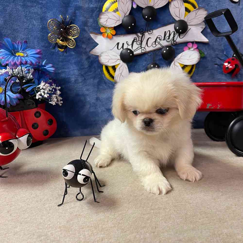 carousel pet images