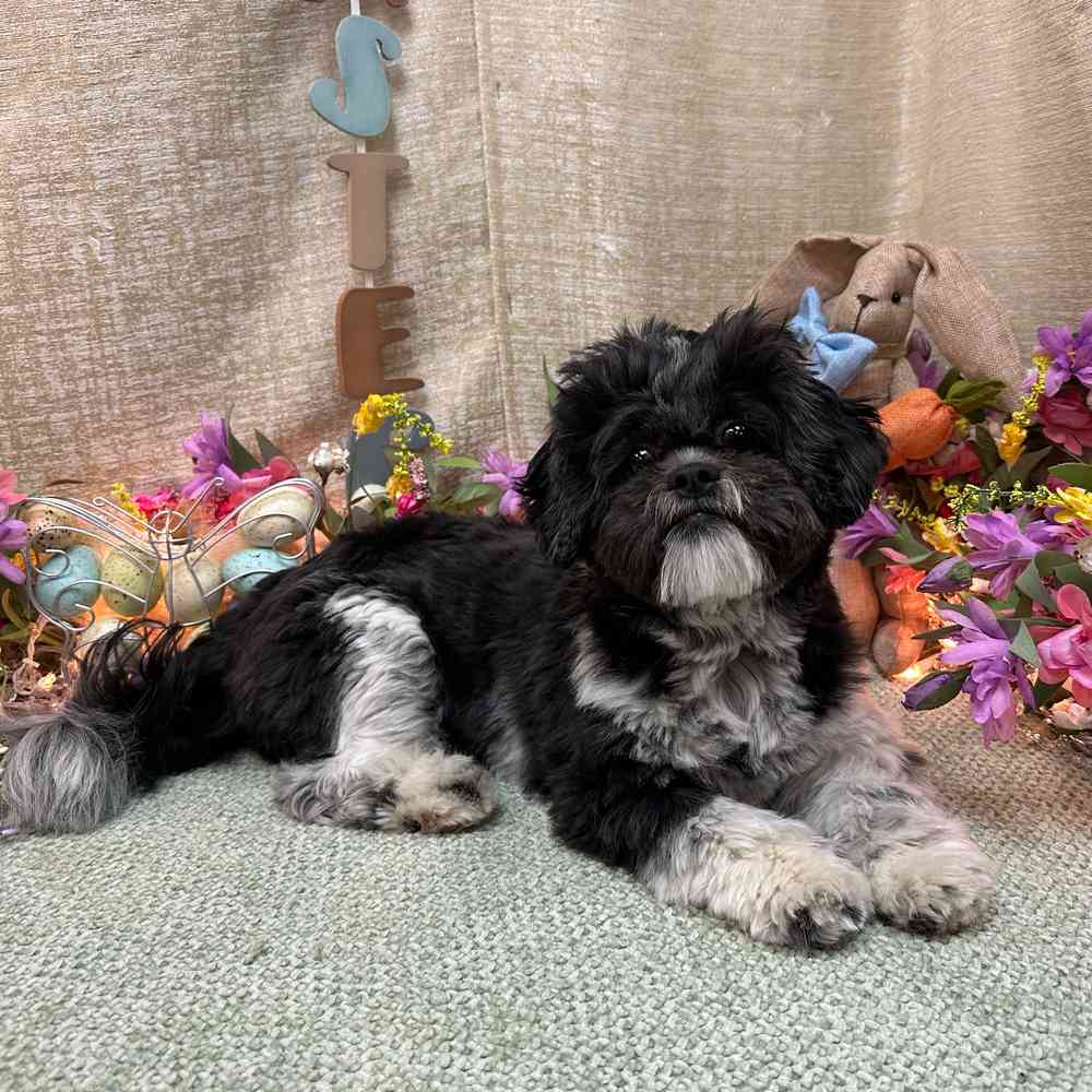 carousel pet images