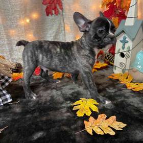 French Bulldog
