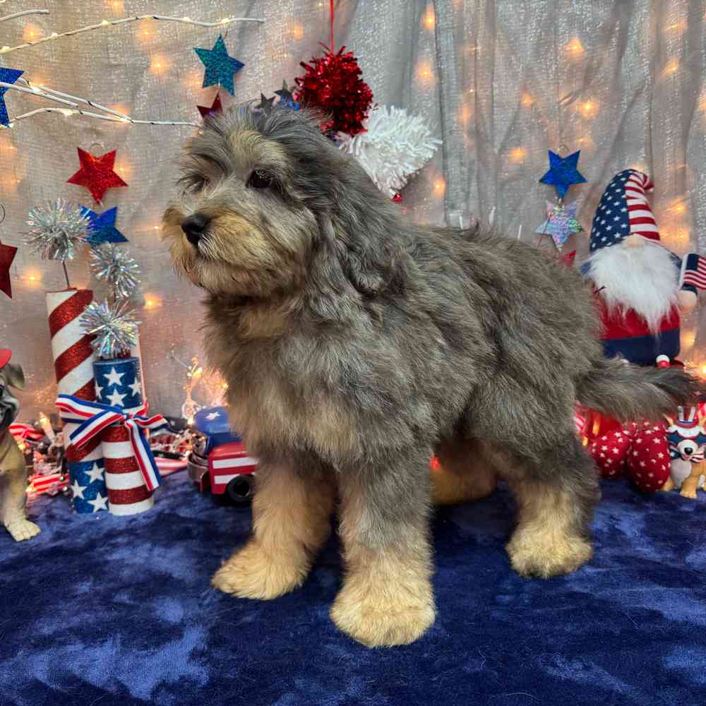 carousel pet images