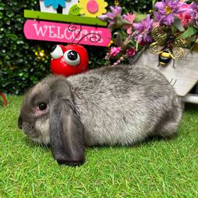 Lop Ear Rabbit