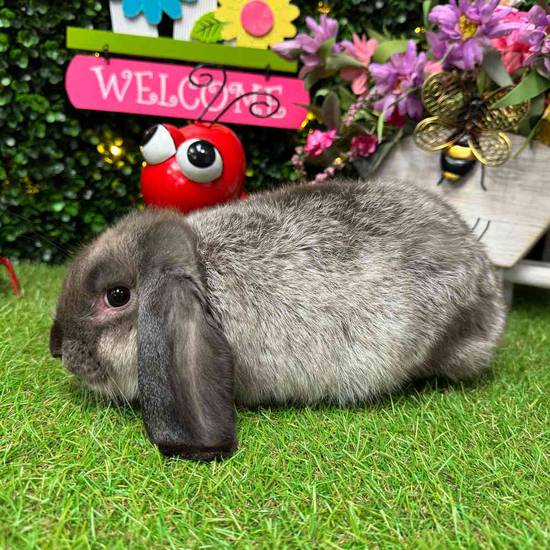Lop Ear Rabbit