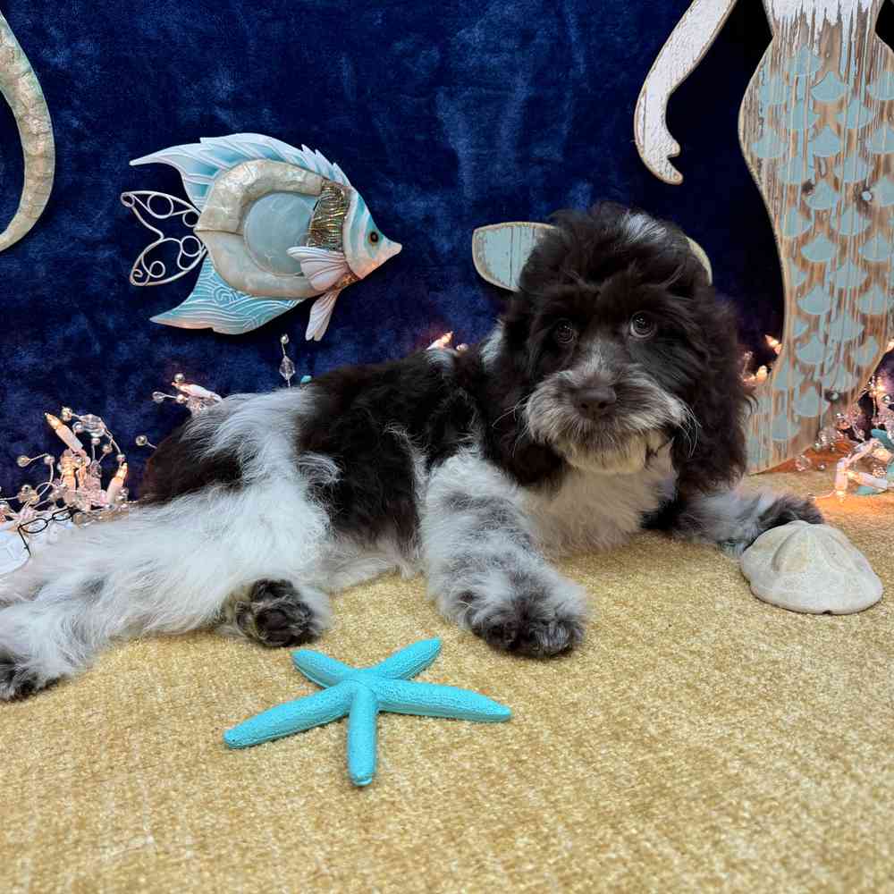 carousel pet images