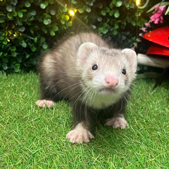 Ferret