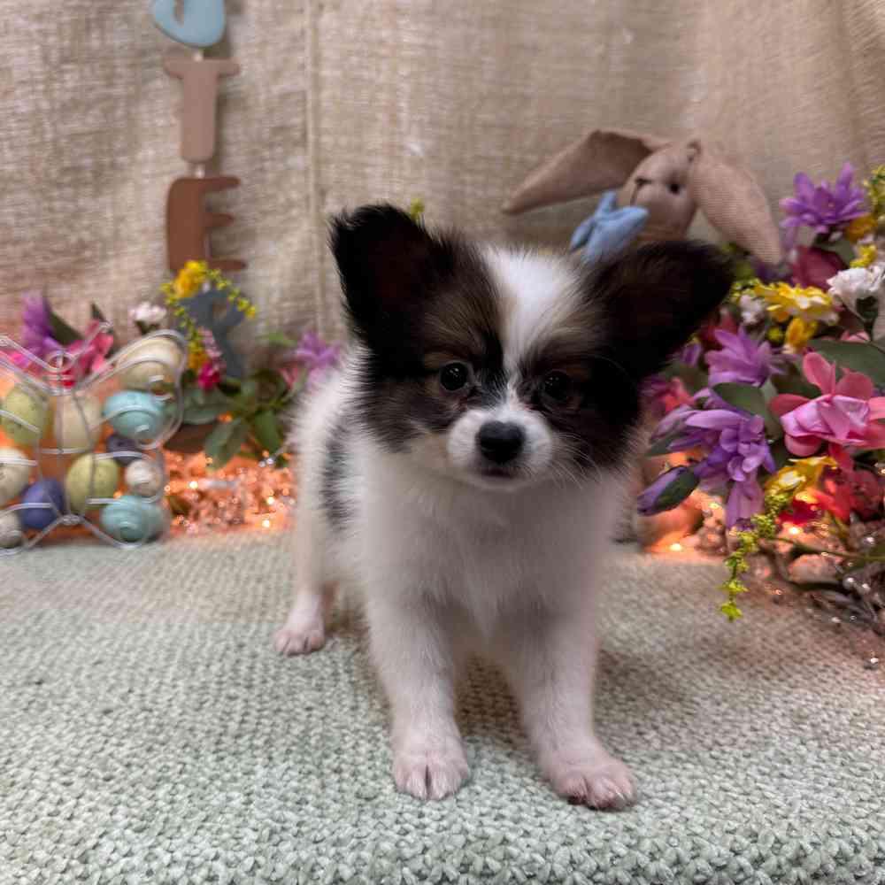 carousel pet images