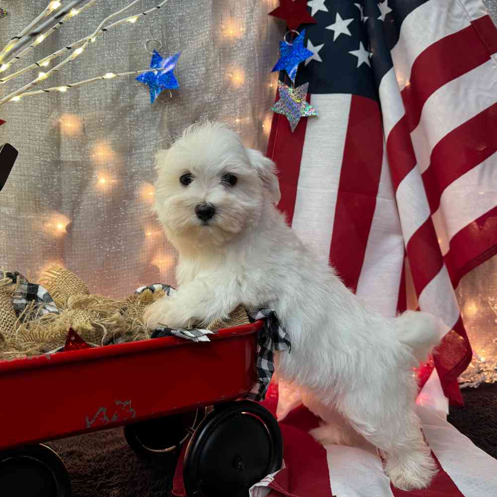 carousel pet images