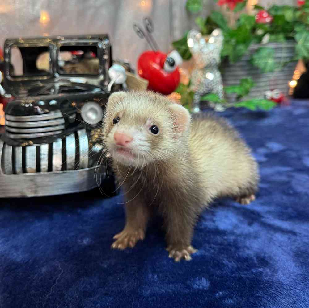carousel pet images