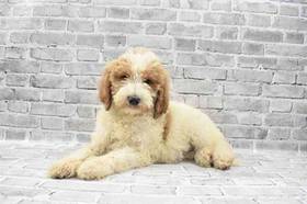 Goldendoodle