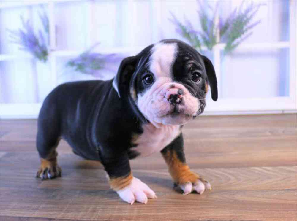 carousel pet images