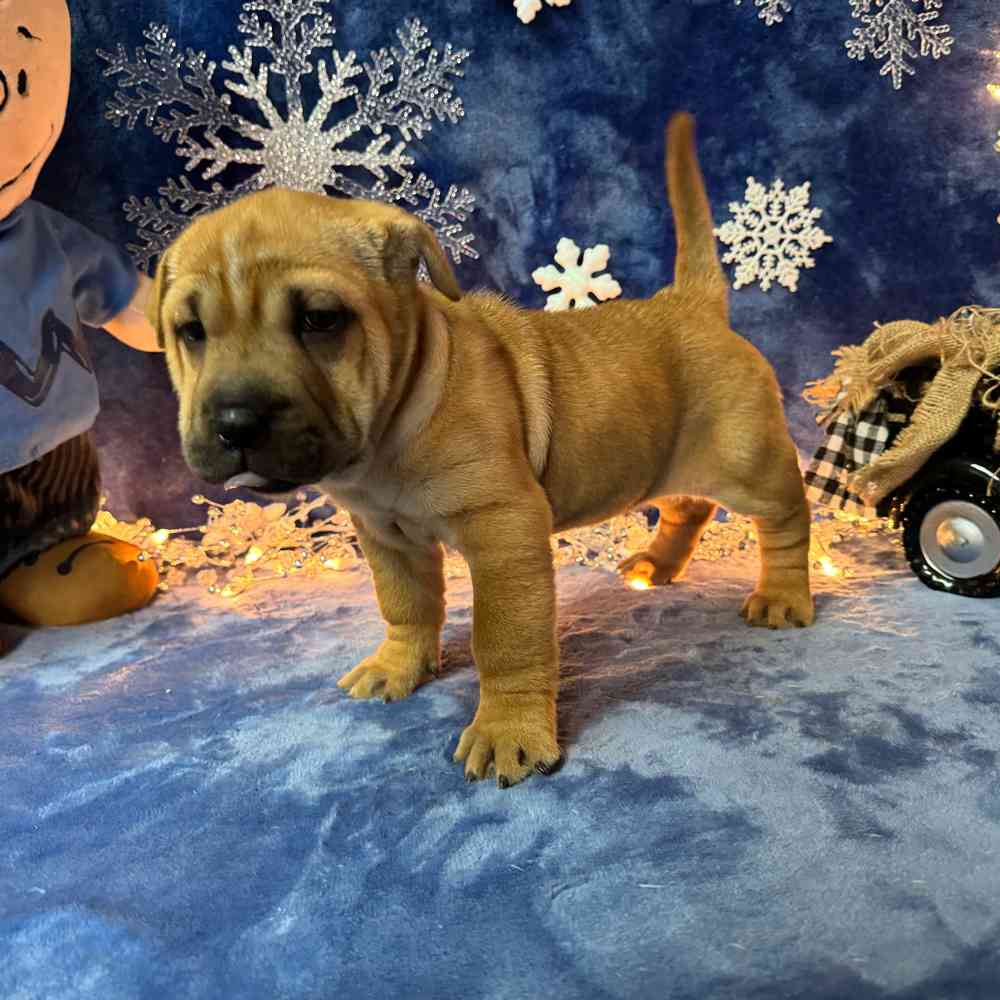 carousel pet images