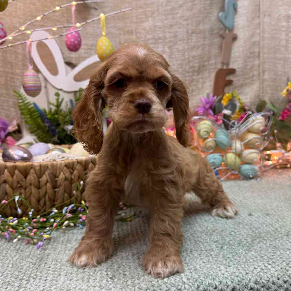 carousel pet images