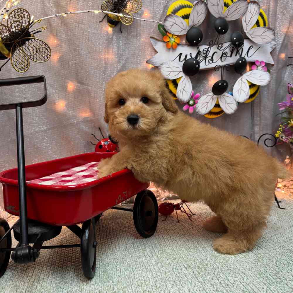 carousel pet images