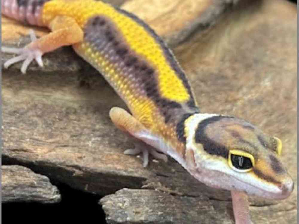 Unknown Morph Leopard Gecko Reptile for Sale in Stafford, VA