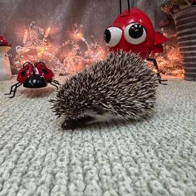 Hedgehog
