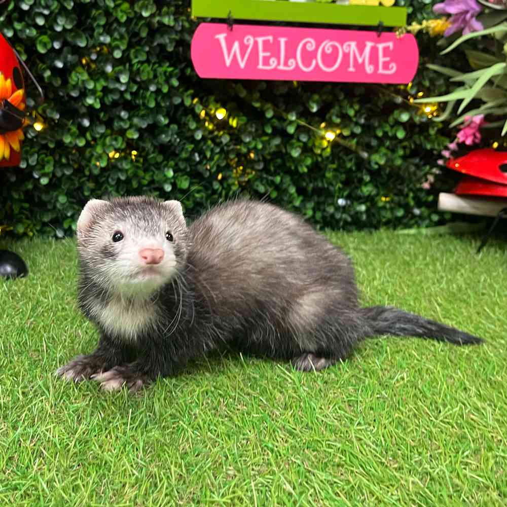 carousel pet images