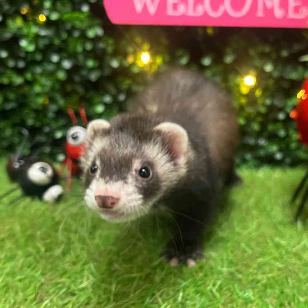 carousel pet images