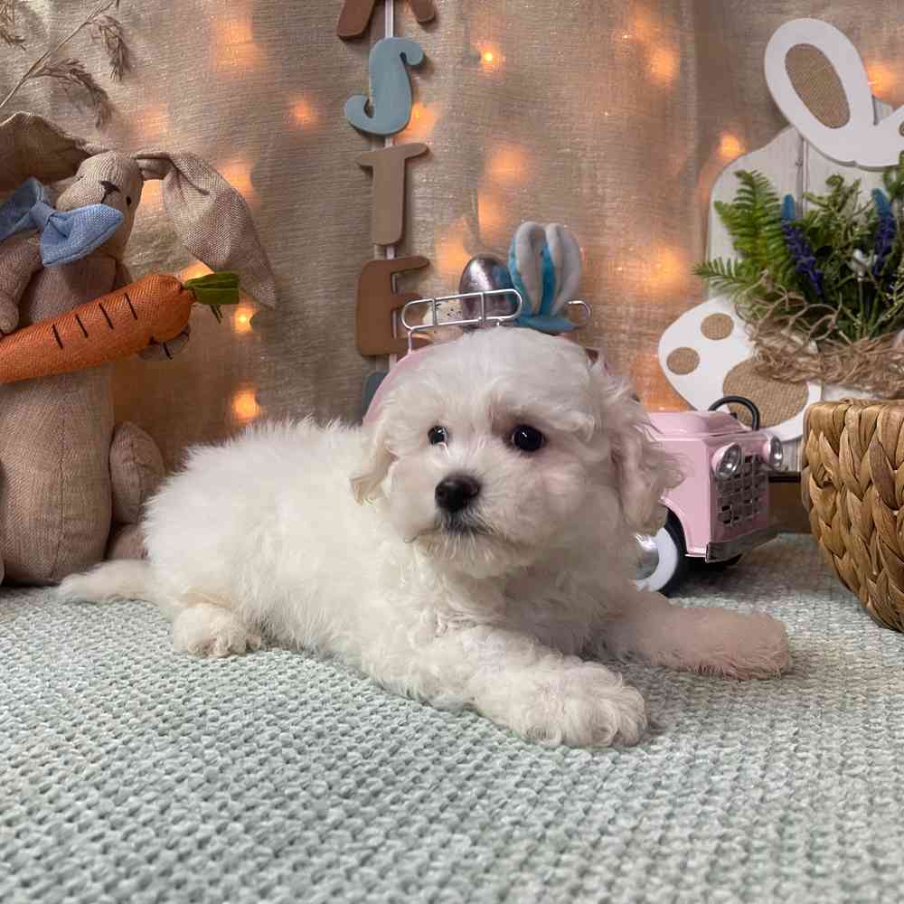 carousel pet images