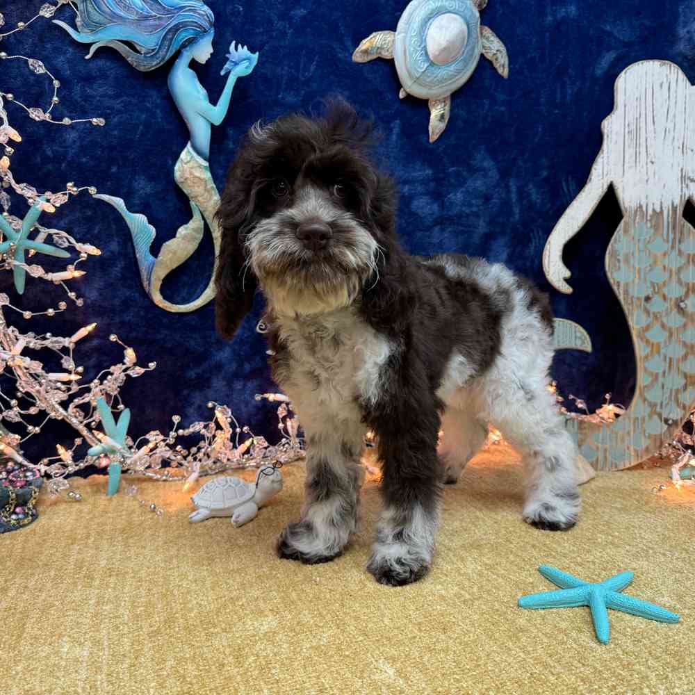 carousel pet images