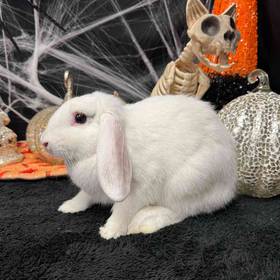 Flemish Giant Holland Lop Mix