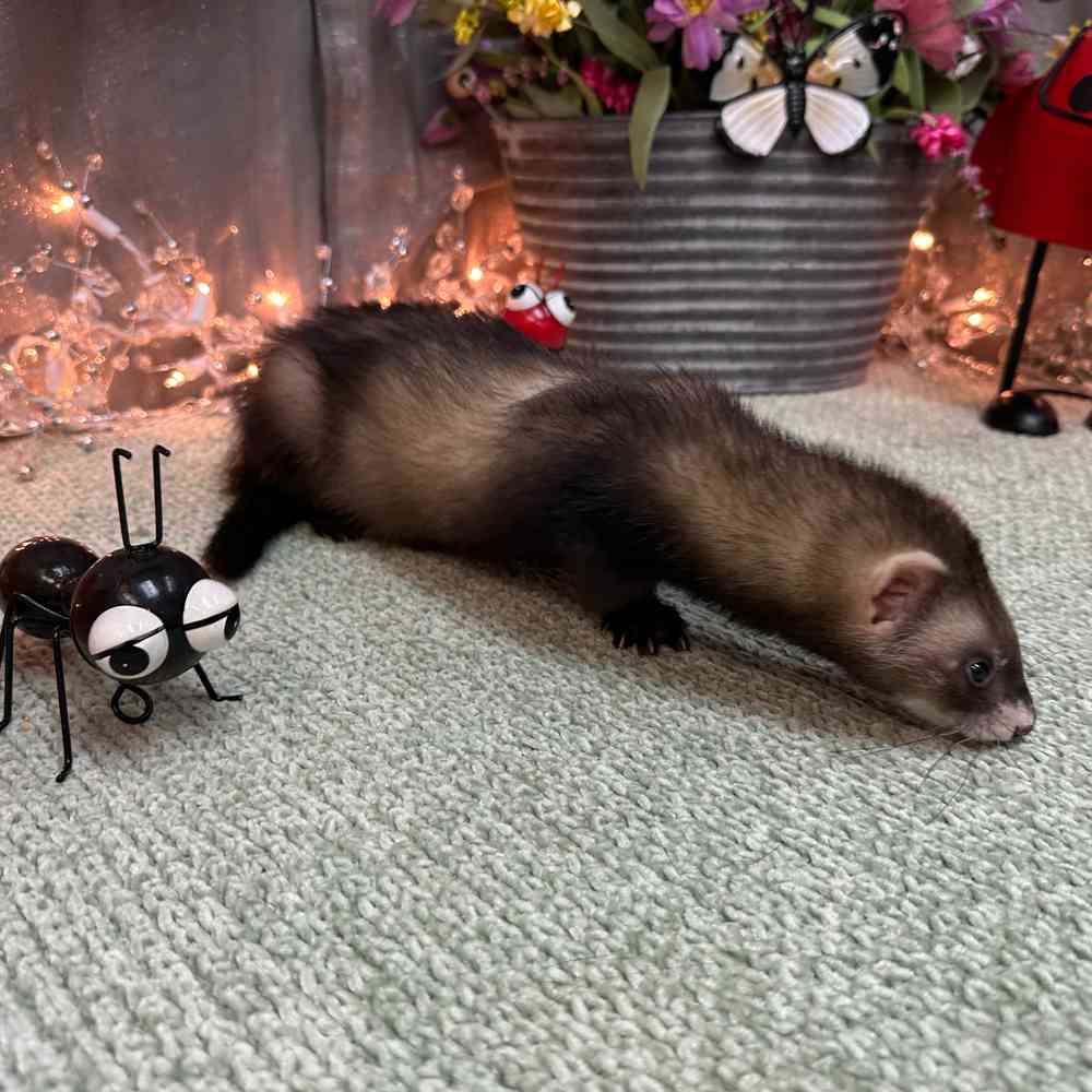 carousel pet images