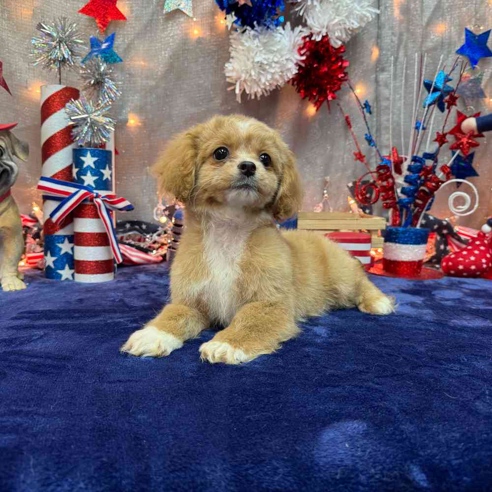 carousel pet images