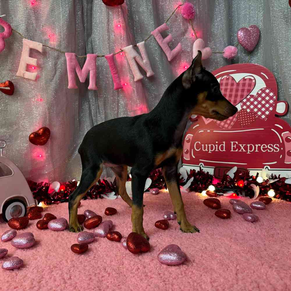 carousel pet images