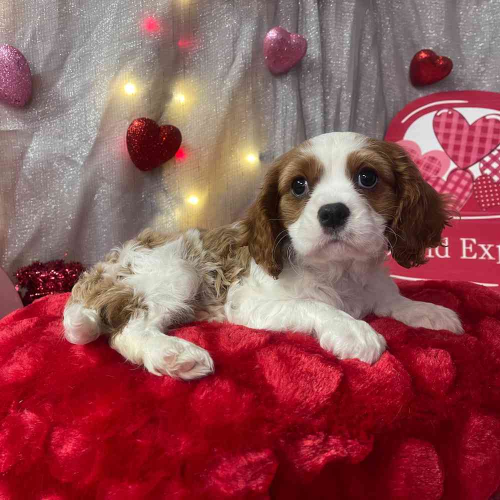 carousel pet images