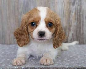 Cavalier King Charles Spaniel