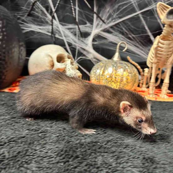Ferret