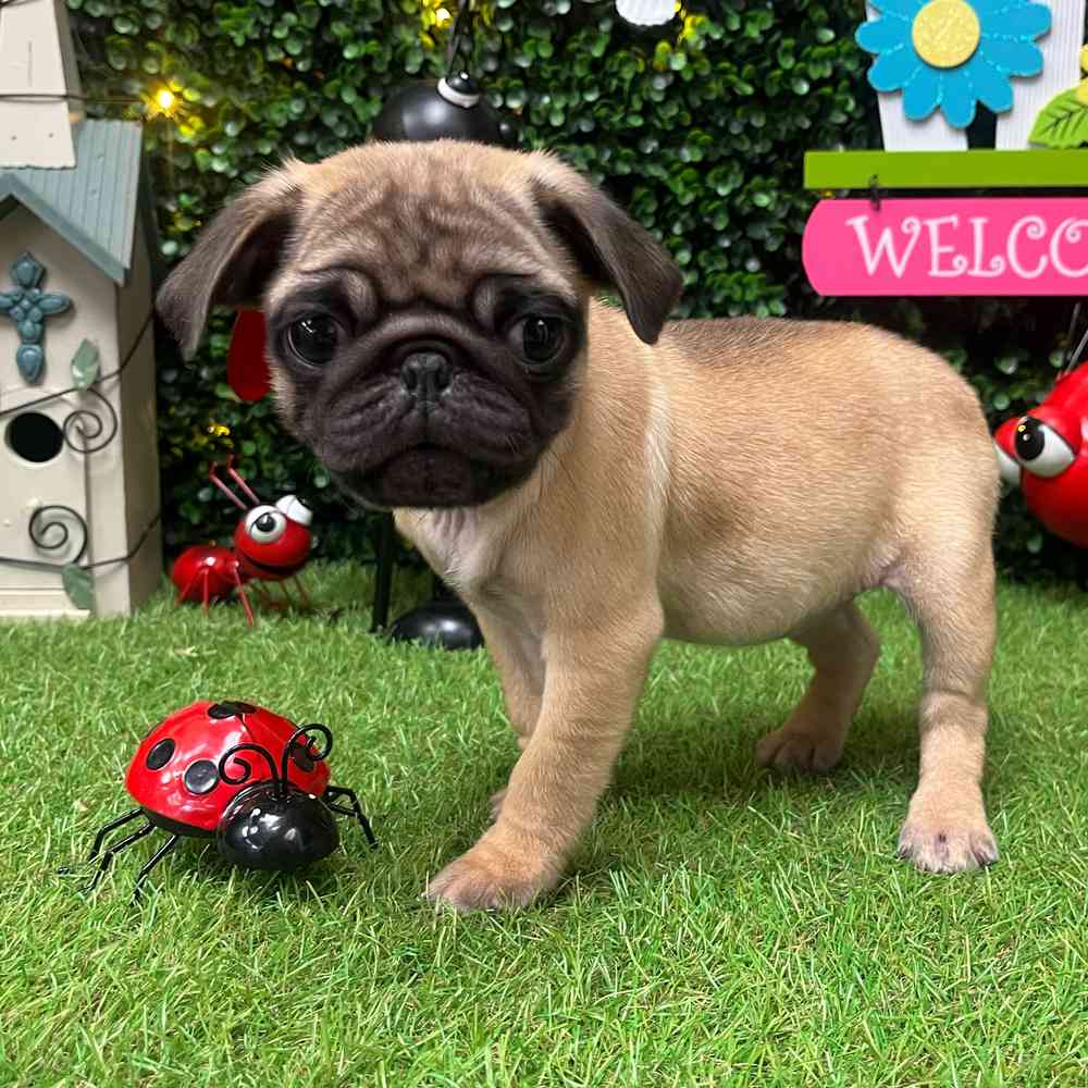 carousel pet images