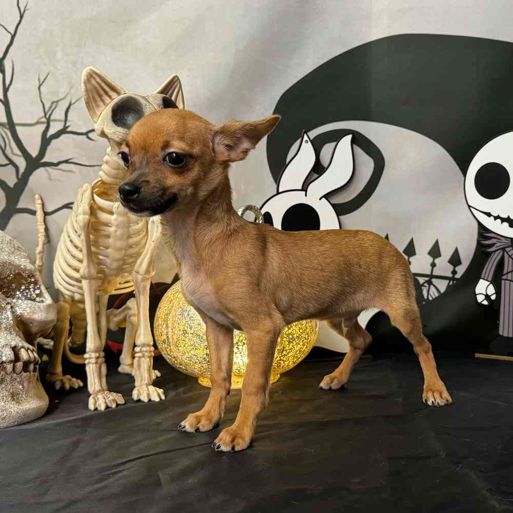carousel pet images