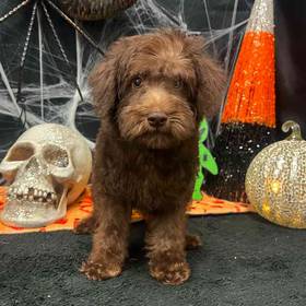 Schnoodle